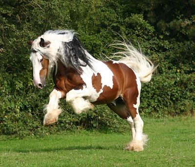 cartoon ponies scare