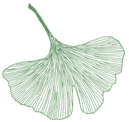 ginkgo leaf